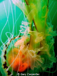 Compass jellyfish (Chrysaora hysoscella) - Picture taken ... by Gary Carpenter 